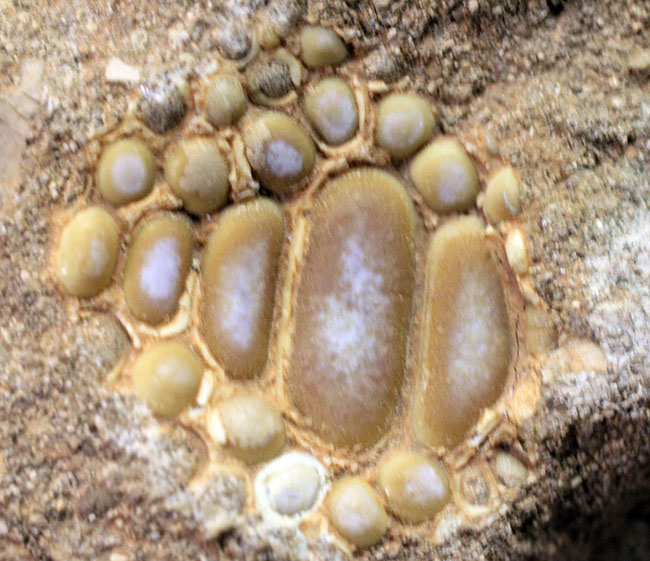 甲殻類や頭足類の殻をまるごとかじった?絶滅古代魚、ファコダス(Phacodus sp.)の歯化石(その6)