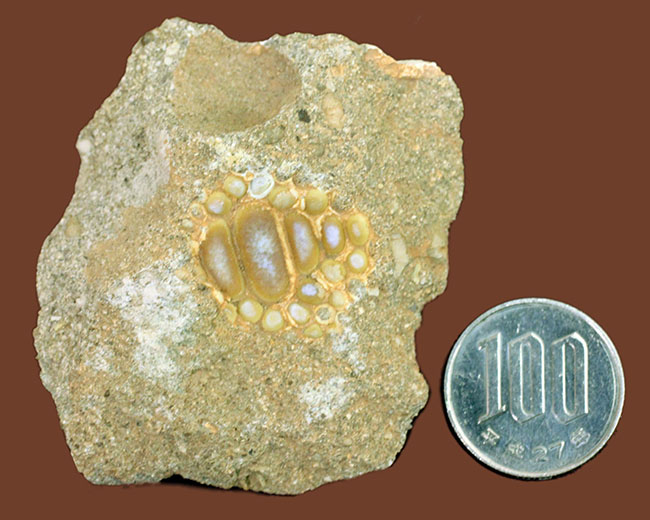 甲殻類や頭足類の殻をまるごとかじった？絶滅古代魚、ファコダス（Phacodus sp.）の歯化石（その7）