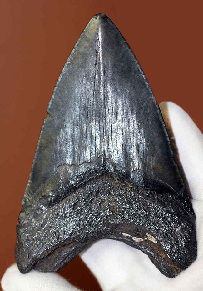 美しいエナメル質が保存されたメガロドン（Carcharodon megalodon）の歯化石（その1）