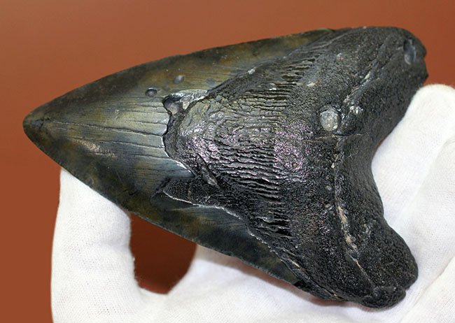 美しいエナメル質が保存されたメガロドン（Carcharodon megalodon）の歯化石（その10）