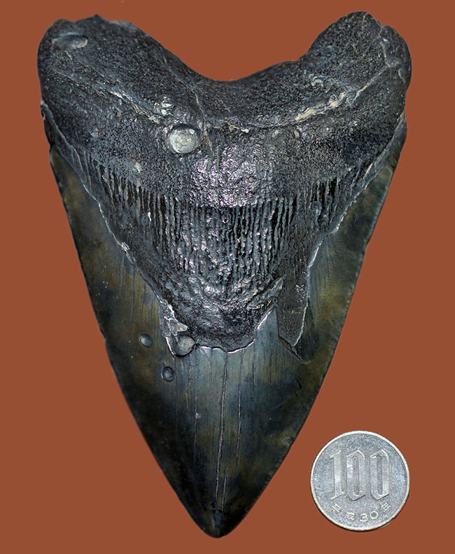 美しいエナメル質が保存されたメガロドン（Carcharodon megalodon）の歯化石（その11）