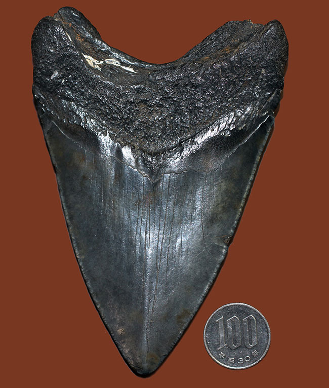 美しいエナメル質が保存されたメガロドン（Carcharodon megalodon）の歯化石（その12）