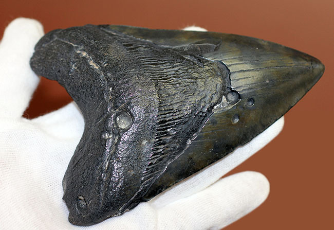 美しいエナメル質が保存されたメガロドン（Carcharodon megalodon）の歯化石（その2）