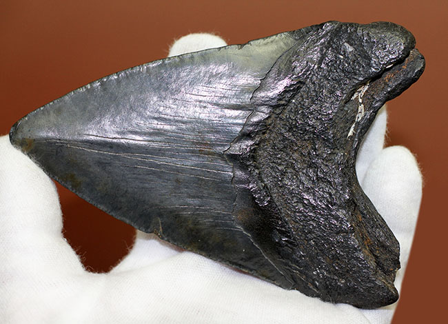 美しいエナメル質が保存されたメガロドン（Carcharodon megalodon）の歯化石（その3）