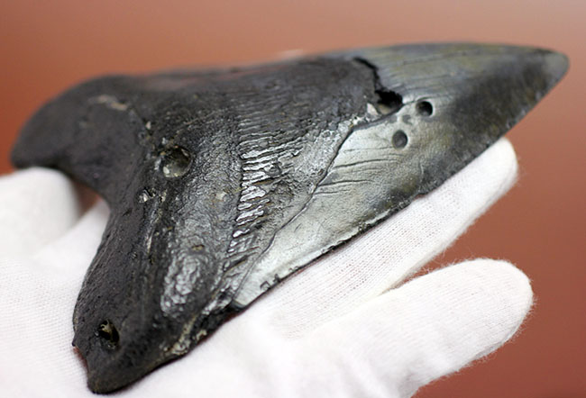 美しいエナメル質が保存されたメガロドン（Carcharodon megalodon）の歯化石（その4）