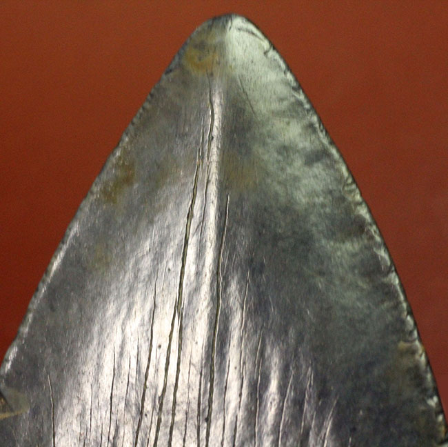 美しいエナメル質が保存されたメガロドン（Carcharodon megalodon）の歯化石（その6）