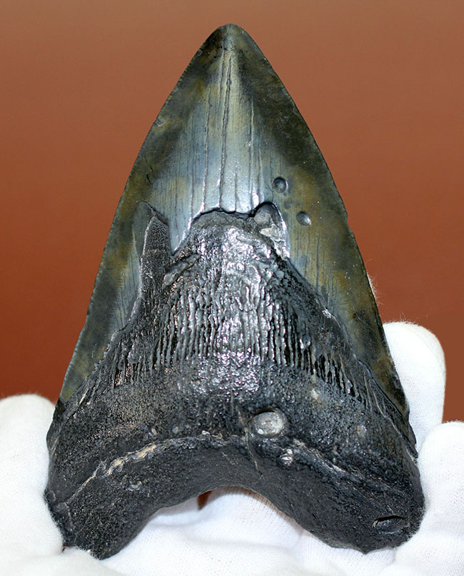 美しいエナメル質が保存されたメガロドン（Carcharodon megalodon）の歯化石（その8）