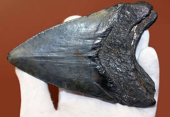 美しいエナメル質が保存されたメガロドン（Carcharodon megalodon）の歯化石（その9）