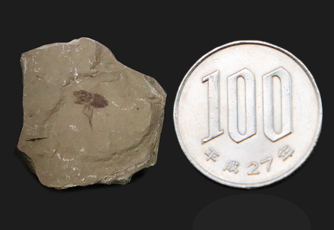 レア!コロラド州のグリーン・リバー層から見つかった羽虫の化石(その10)
