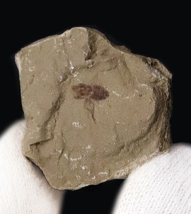 レア!コロラド州のグリーン・リバー層から見つかった羽虫の化石(その5)