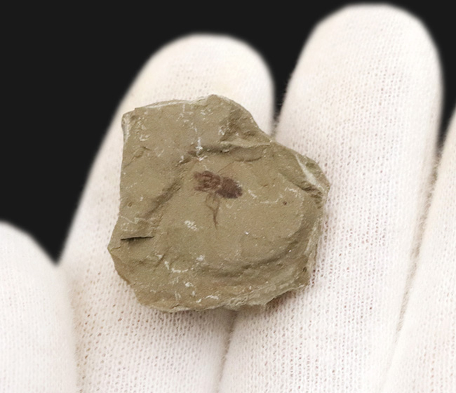 レア!コロラド州のグリーン・リバー層から見つかった羽虫の化石(その6)