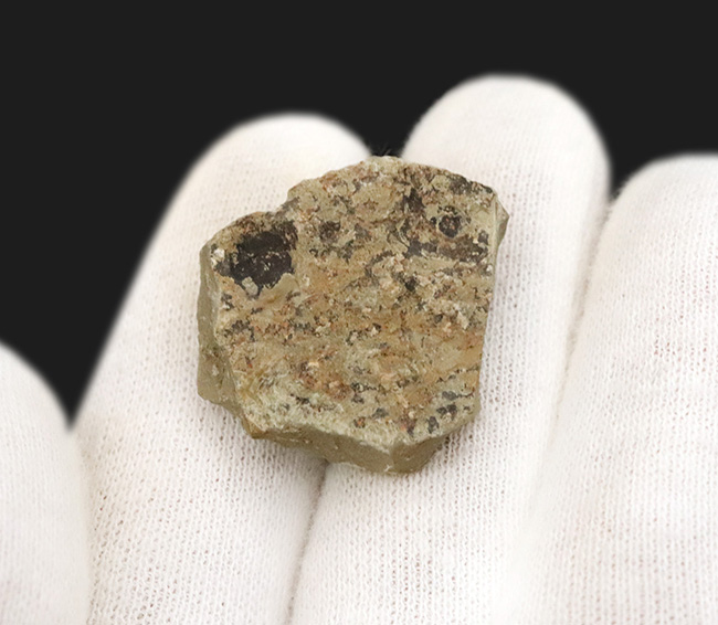 レア!コロラド州のグリーン・リバー層から見つかった羽虫の化石(その7)