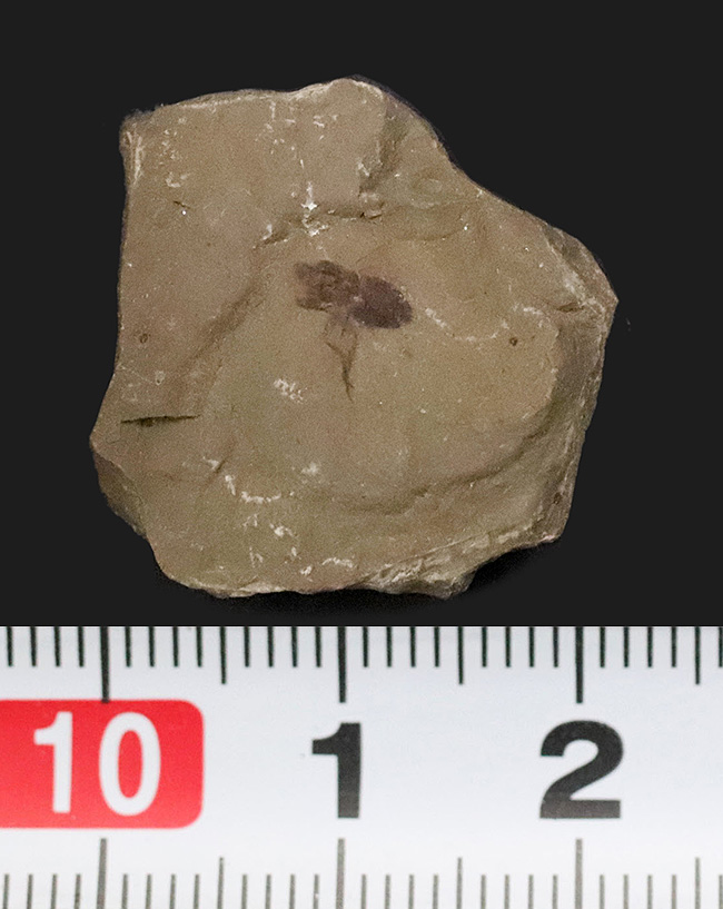 レア!コロラド州のグリーン・リバー層から見つかった羽虫の化石(その9)
