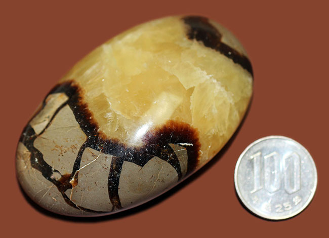 ”上質の”イエローセプタリアン(Septarian)をお探し方におすすめ。方解石の状態が抜群。(その10)