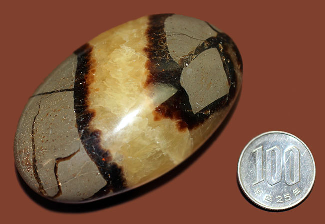 ”上質の”イエローセプタリアン(Septarian)をお探し方におすすめ。方解石の状態が抜群。(その11)
