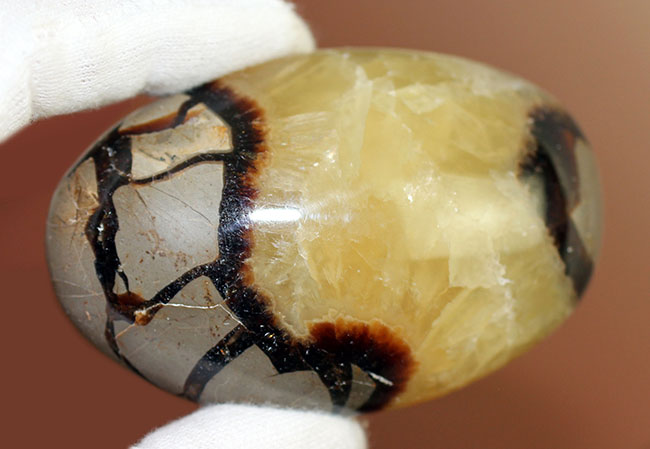 ”上質の”イエローセプタリアン(Septarian)をお探し方におすすめ。方解石の状態が抜群。(その4)