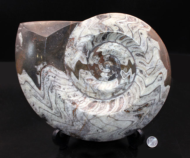 大迫力の32センチ、5キロを優に超える巨大化石！古生代の頭足類の