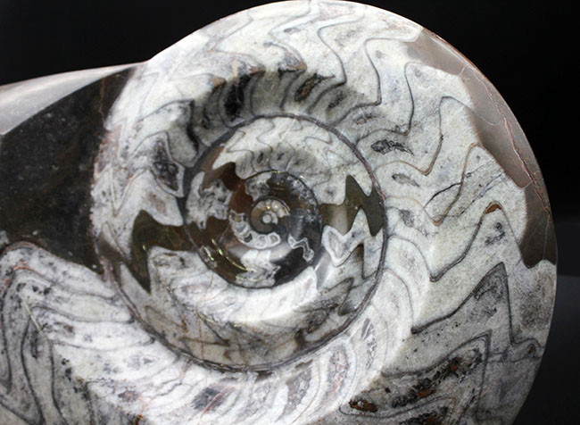 大迫力の32センチ、5キロを優に超える巨大化石！古生代の頭足類の