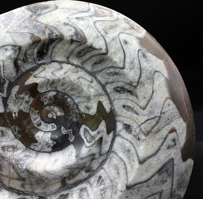 大迫力の32センチ、5キロを優に超える巨大化石！古生代の頭足類の