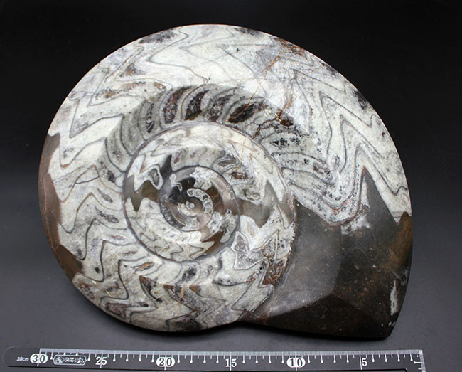 大迫力の３２センチ、５キロを優に超える巨大化石！古生代の頭足類のキング、ゴニアタイト（Goniatite）のパーフェクト化石（その8）