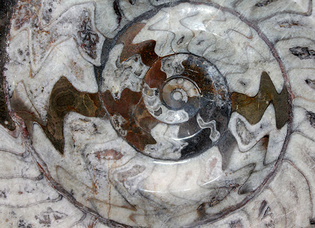 大迫力の32センチ、5キロを優に超える巨大化石！古生代の頭足類の