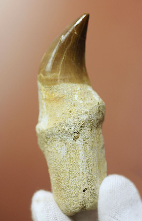 グレートコンディション！モササウルスの歯根付き歯化石(Mosasaurus)（その1）