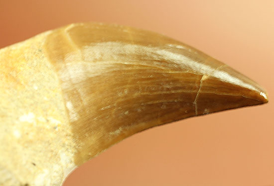 グレートコンディション！モササウルスの歯根付き歯化石(Mosasaurus)（その10）