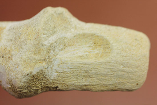 グレートコンディション！モササウルスの歯根付き歯化石(Mosasaurus)（その7）