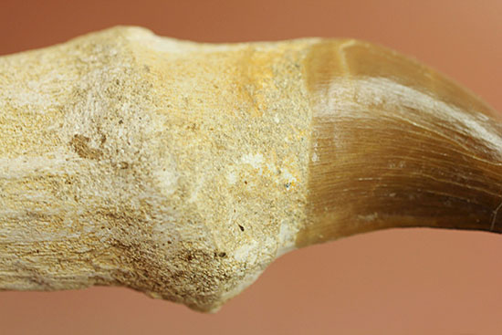 グレートコンディション！モササウルスの歯根付き歯化石(Mosasaurus)（その9）