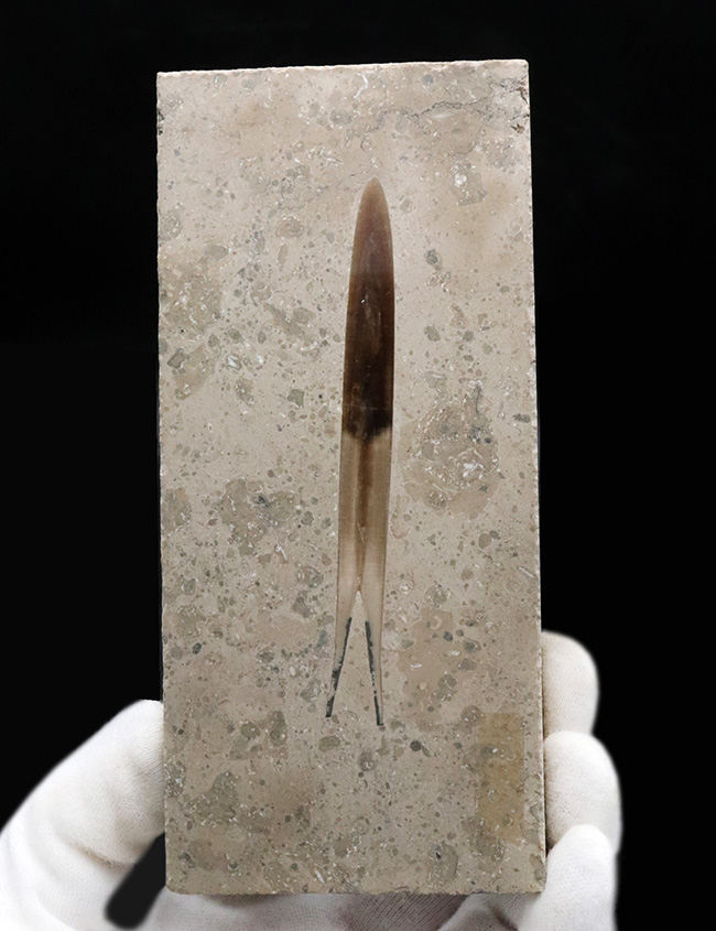 パーフェクト!古代のイカの仲間、ジュラ紀後期に棲息した大理石中に佇む、ベレムナイト、ヒボリテス(Hibolites hastatus)の化石(その2)