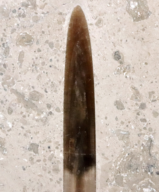パーフェクト!古代のイカの仲間、ジュラ紀後期に棲息した大理石中に佇む、ベレムナイト、ヒボリテス(Hibolites hastatus)の化石(その3)