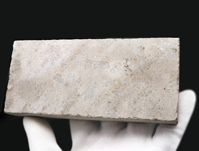 パーフェクト!古代のイカの仲間、ジュラ紀後期に棲息した大理石中に佇む、ベレムナイト、ヒボリテス(Hibolites hastatus)の化石(その7)