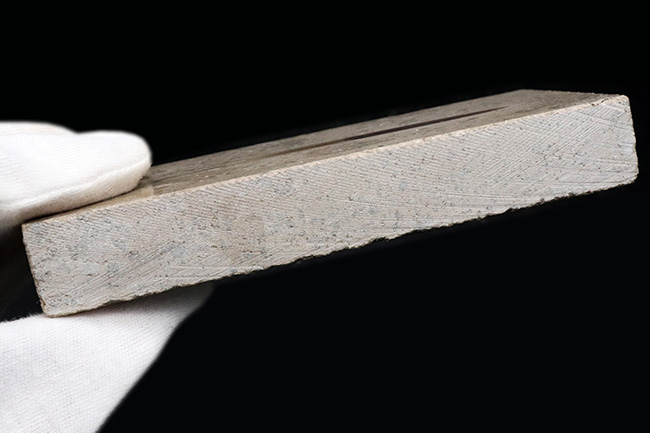 パーフェクト!古代のイカの仲間、ジュラ紀後期に棲息した大理石中に佇む、ベレムナイト、ヒボリテス(Hibolites hastatus)の化石(その8)