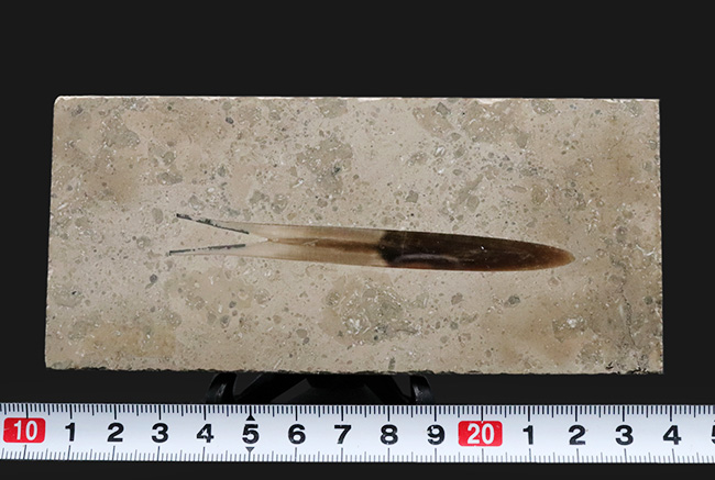 パーフェクト!古代のイカの仲間、ジュラ紀後期に棲息した大理石中に佇む、ベレムナイト、ヒボリテス(Hibolites hastatus)の化石(その9)