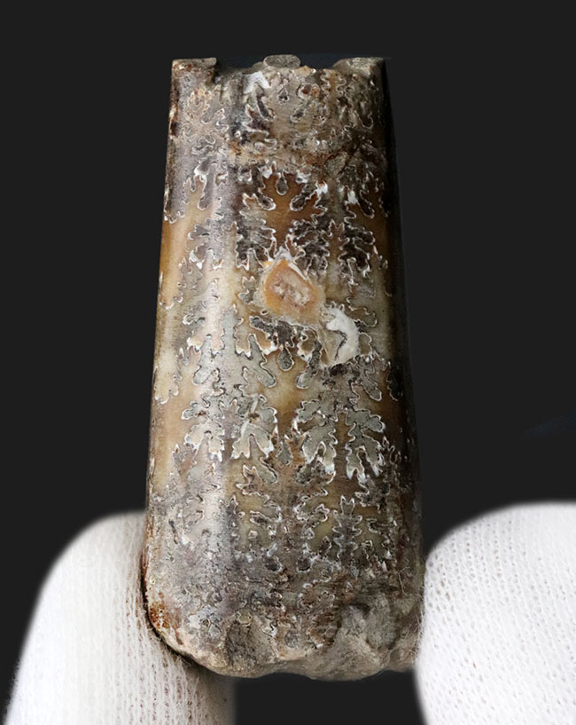 世界的化石の名産地、バッドランド産！美しい縫合線が現れた白亜紀後期の頭足類、バキュリテス・コンプレッサス（Baculites compressus Meek）（その1）