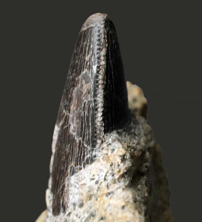 ジ・オールドコレクション！エクストリームレア、恐竜標本のヘビーコレクターにこそご検討いただき、あのトルヴォサウルス（Torvosaurus tanneri）の母岩付き歯化石（その3）