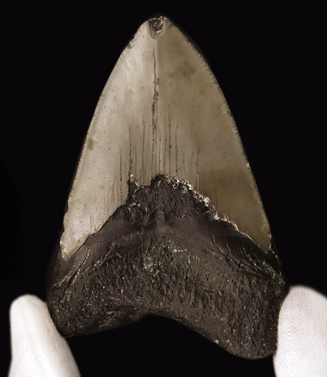 あのメガロドン(Megalodon)の歯化石がこの価格で!100%ナチュラル!(その2)