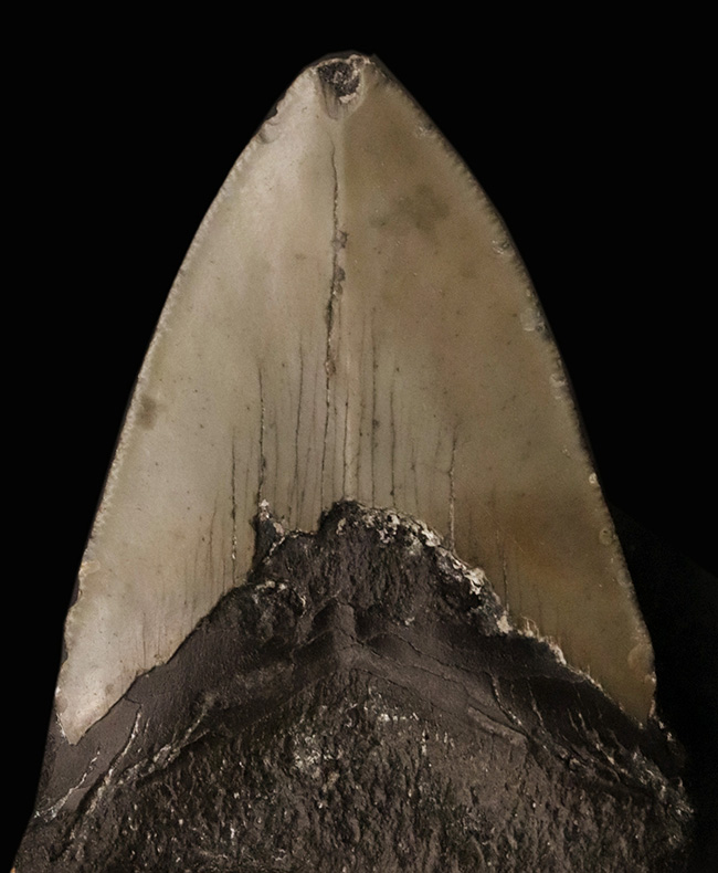 あのメガロドン（Megalodon）の歯化石がこの価格で！100%ナチュラル