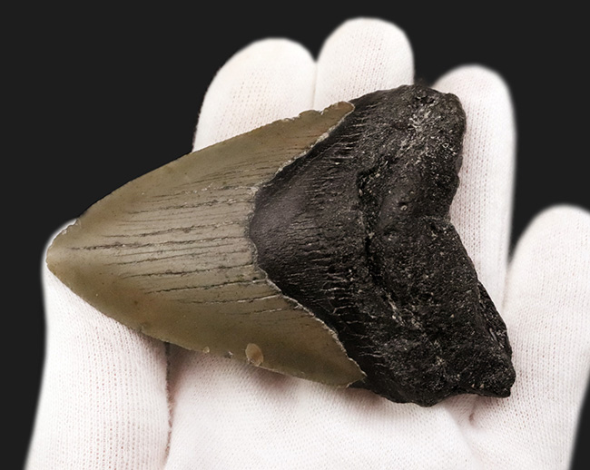あのメガロドン(Megalodon)の歯化石がこの価格で!100%ナチュラル!(その4)