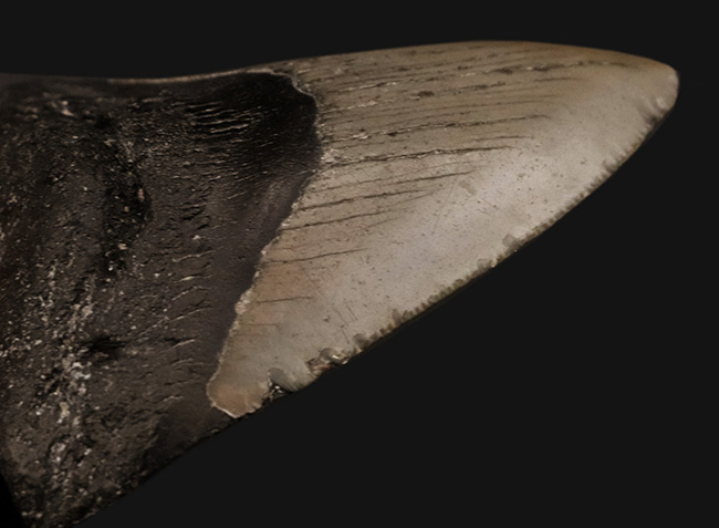 あのメガロドン(Megalodon)の歯化石がこの価格で!100%ナチュラル!(その5)
