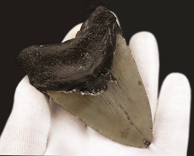 あのメガロドン(Megalodon)の歯化石がこの価格で!100%ナチュラル!(その6)