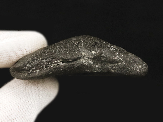 あのメガロドン(Megalodon)の歯化石がこの価格で!100%ナチュラル!(その7)