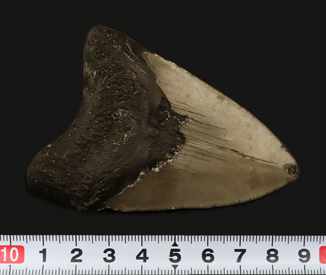 あのメガロドン（Megalodon）の歯化石がこの価格で！100%ナチュラル