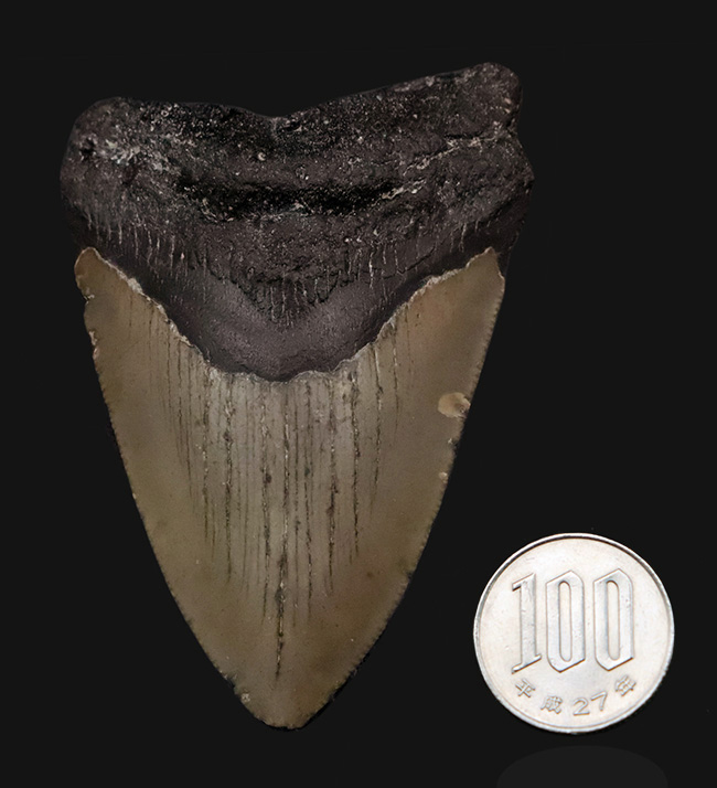 あのメガロドン（Megalodon）の歯化石がこの価格で！100%ナチュラル