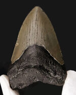 あのメガロドン（Megalodon）の歯化石がこの価格で！100%ナチュラル！