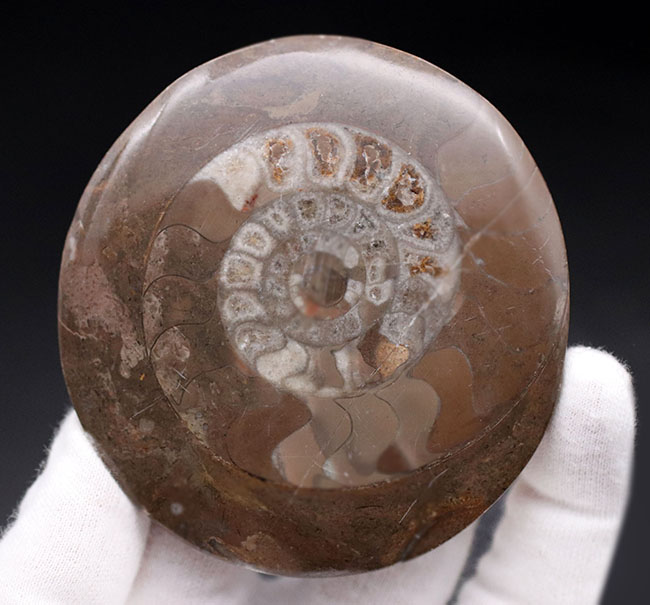調度品として仕上げられた、デボン紀の初期型アンモナイト、ゴニアタイトの殻の化石（その1）