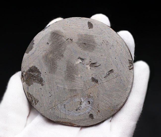 調度品として仕上げられた、デボン紀の初期型アンモナイト、ゴニアタイトの殻の化石（その6）