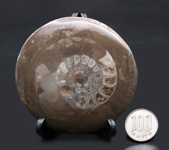 調度品として仕上げられた、デボン紀の初期型アンモナイト、ゴニアタイトの殻の化石（その8）