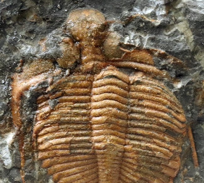 希少、中国湖北省のシルル紀の地層から採集された三葉虫、コロノセファルス・レックス（Coronocephalus rex）（その4）