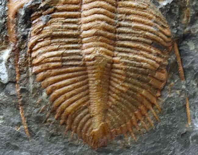 希少、中国湖北省のシルル紀の地層から採集された三葉虫、コロノセファルス・レックス（Coronocephalus rex）（その5）